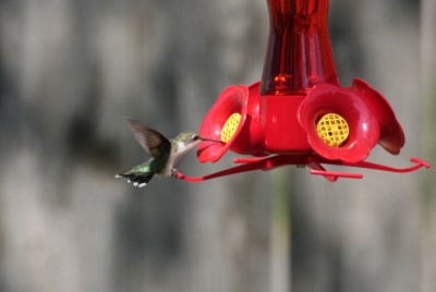 IMG_0179.jpg