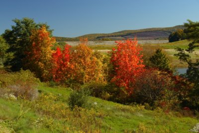 All Web Foliage0016.JPG