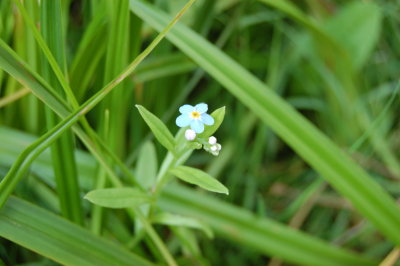 Forget-me-not