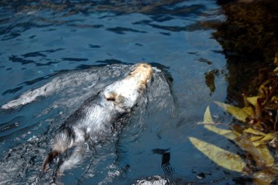 The hyperactive otter