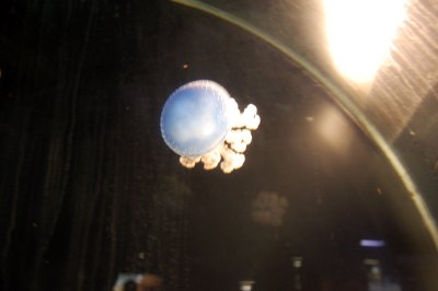Phyllorhiza punctata - White-spotted jellyfish