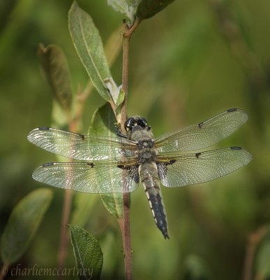 Four Spot Chaser_DSC_9076.jpg