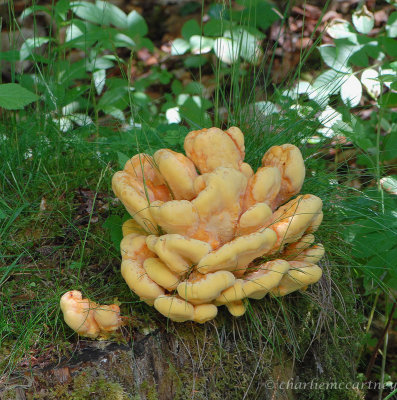 Honey Fungi_DSC_8127.jpg