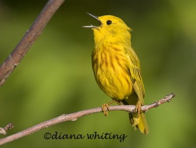 Yellow Warbler