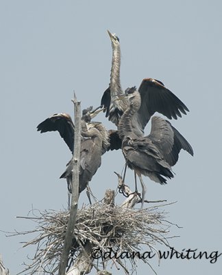 Adult Heron Feeding Young 2.jpg