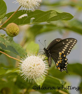 Black Swallowtail Butterfly on Button Bush