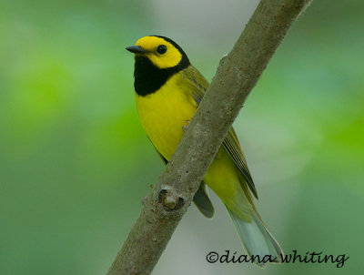 Hooded Warbler 2