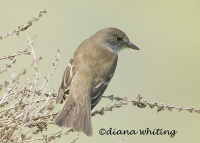 Willow Flycatcher 5