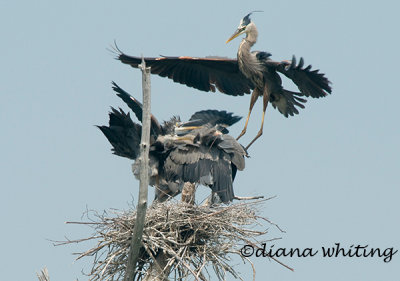 Heron Coming into Nest