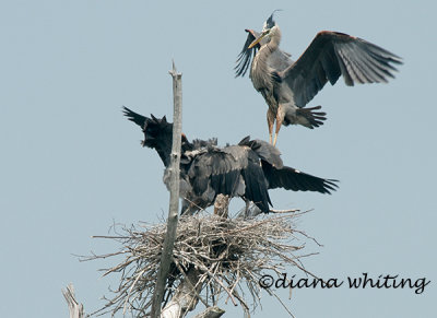 Heron Descending into Nest
