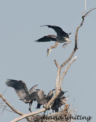 Heron Nest Hopping