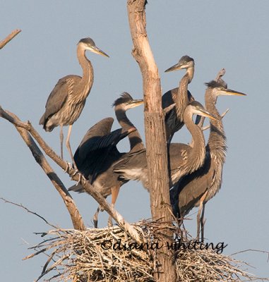 Heron Youngsters