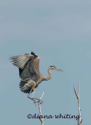Heron Fledgling Learning to Land