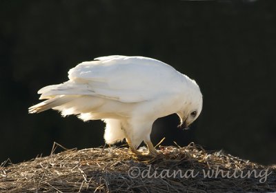 White Red-tail hawk