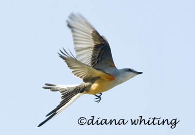 Scissor- tailed Flycatcher