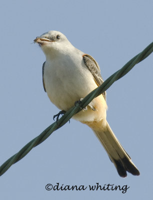 Scissor -tailed Flycatcher 3 eating an Insect