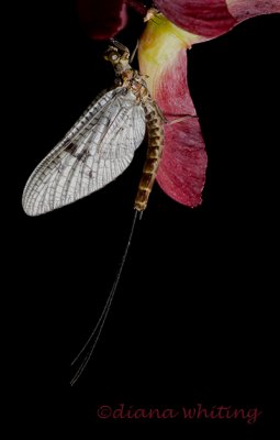 Wings Mayfly