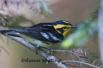 Blackburian Warbler