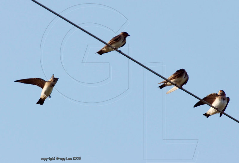 swallows