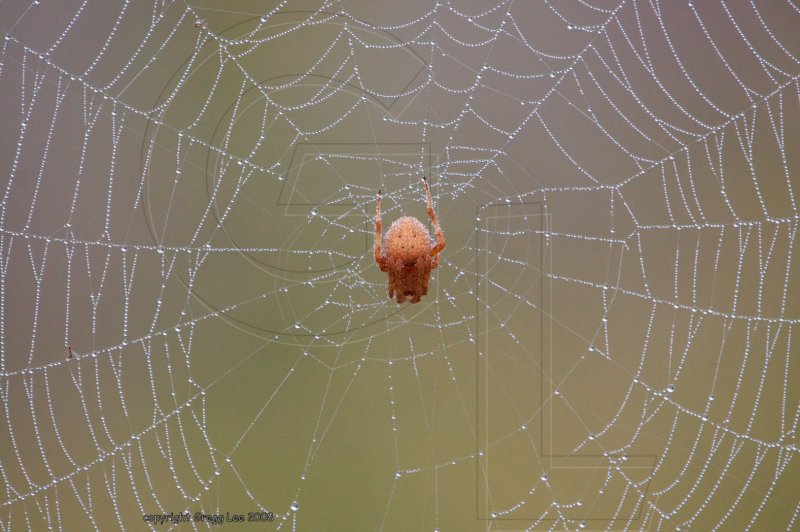 dewy spider