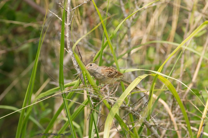 Field Sparrow June 25