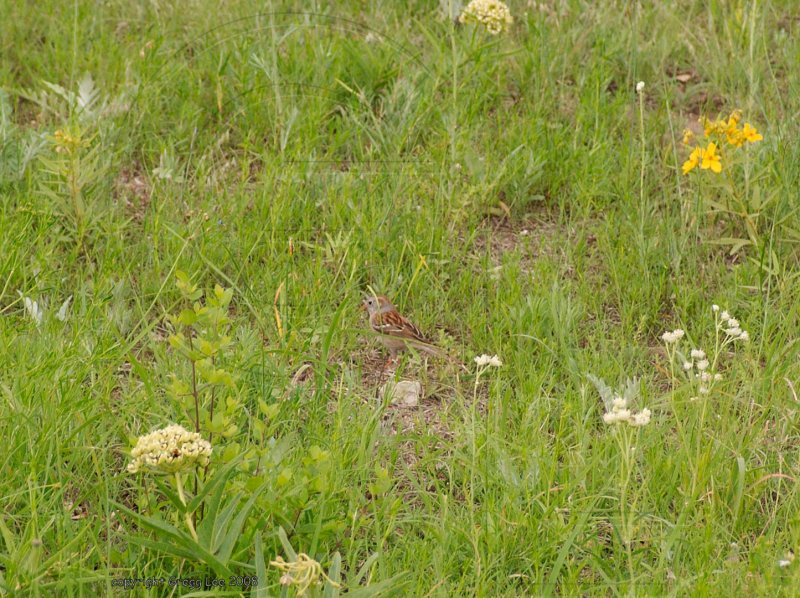 field sparrow may 10