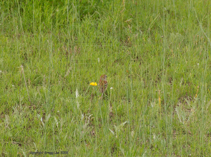 field sparrow may 10