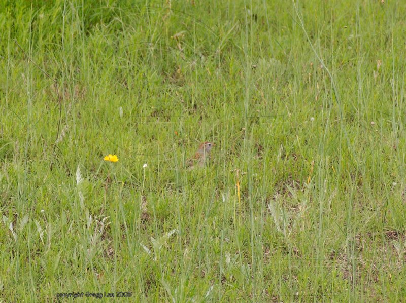field sparrow may 10