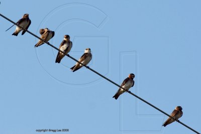 swallows