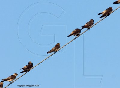 swallows