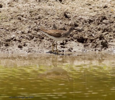 Solitary Sandpiper