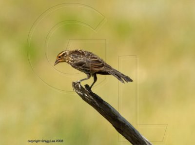 Juvenile