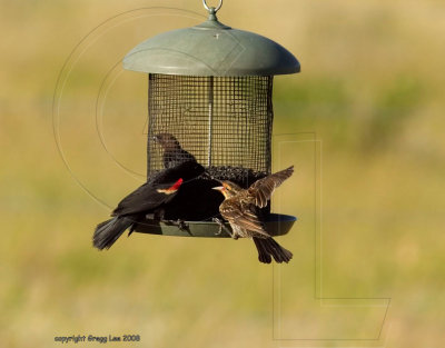 male with juvenile 