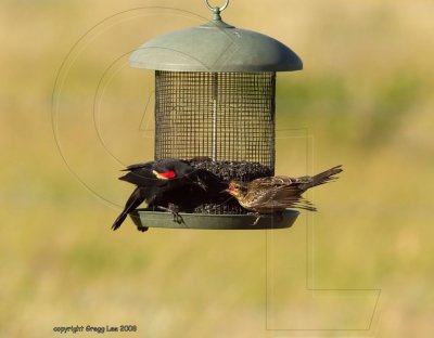 male with juvenile