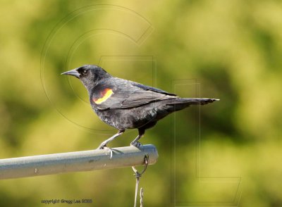 Male definitive alternate (breeding)
