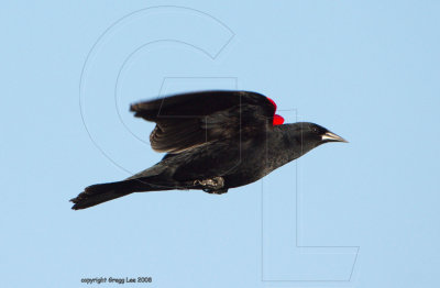 Male definitive alternate (breeding)