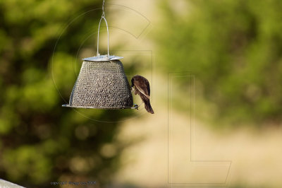 Male Basic I
