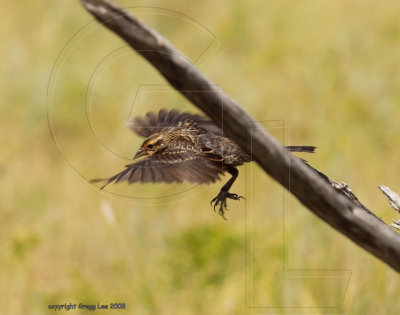 Juvenile