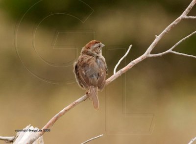 Rufous Crowned Sparrow