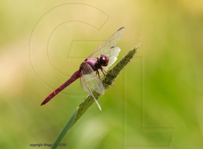 violet dragonfly