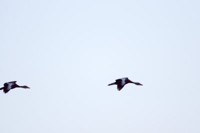 Black-Bellied Whistling Duck