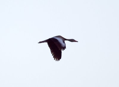 Black-Bellied Whistling Duck