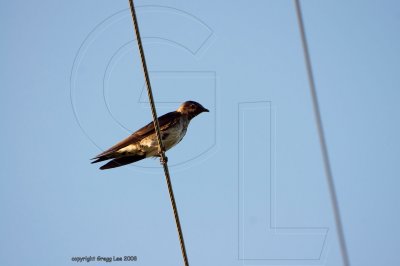 Purple Martin