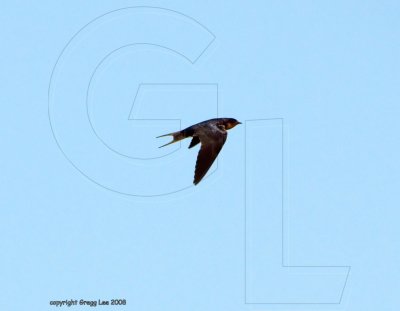 Barn Swallow