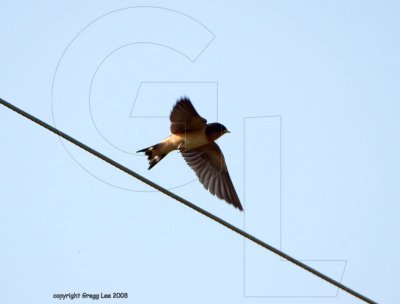 Barn Swallow