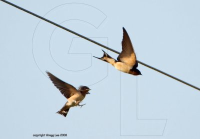 Barn Swallow