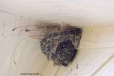 Barn Swallow Unusual nest