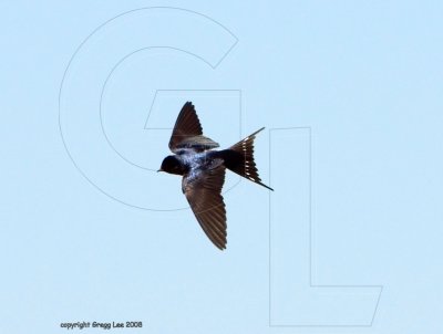 Barn Swallow