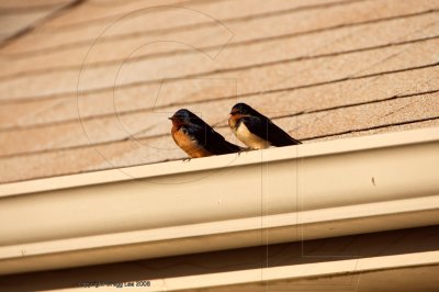 Barn Swallow