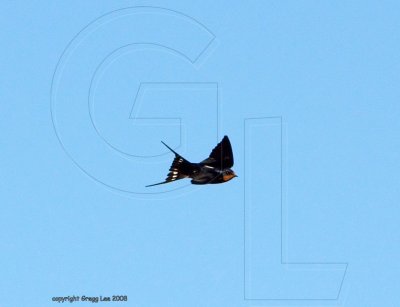 Barn Swallow